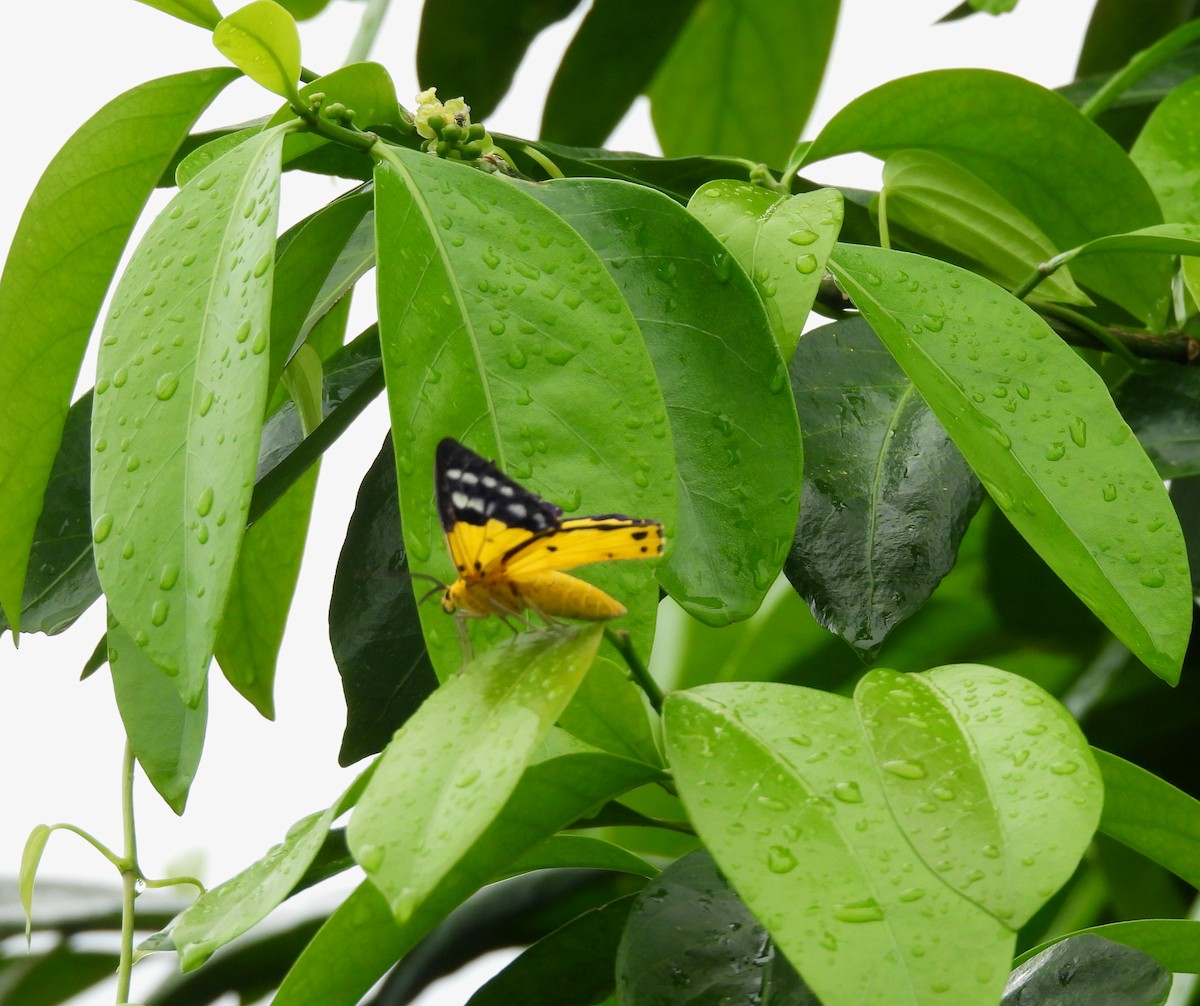 False Tiger Moth - Paul Dobbie