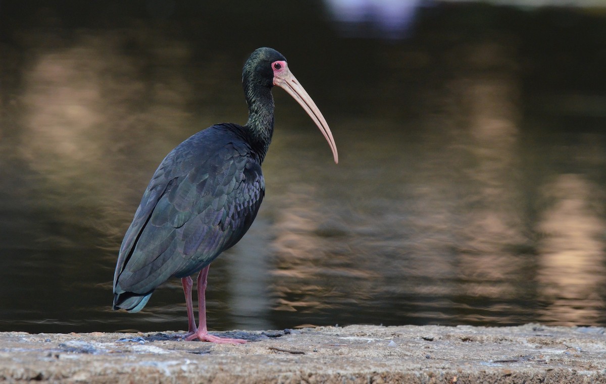 Ibis à face nue - ML642142009