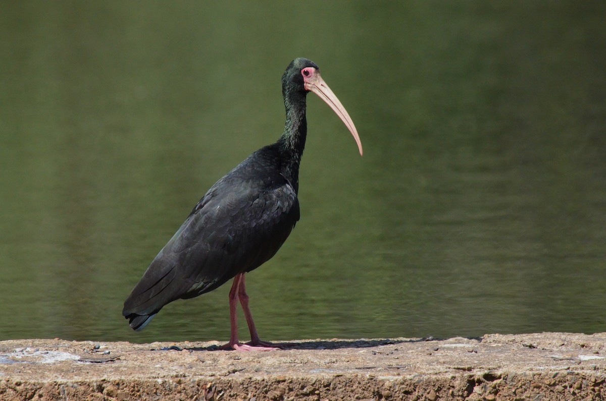 Ibis à face nue - ML642142010
