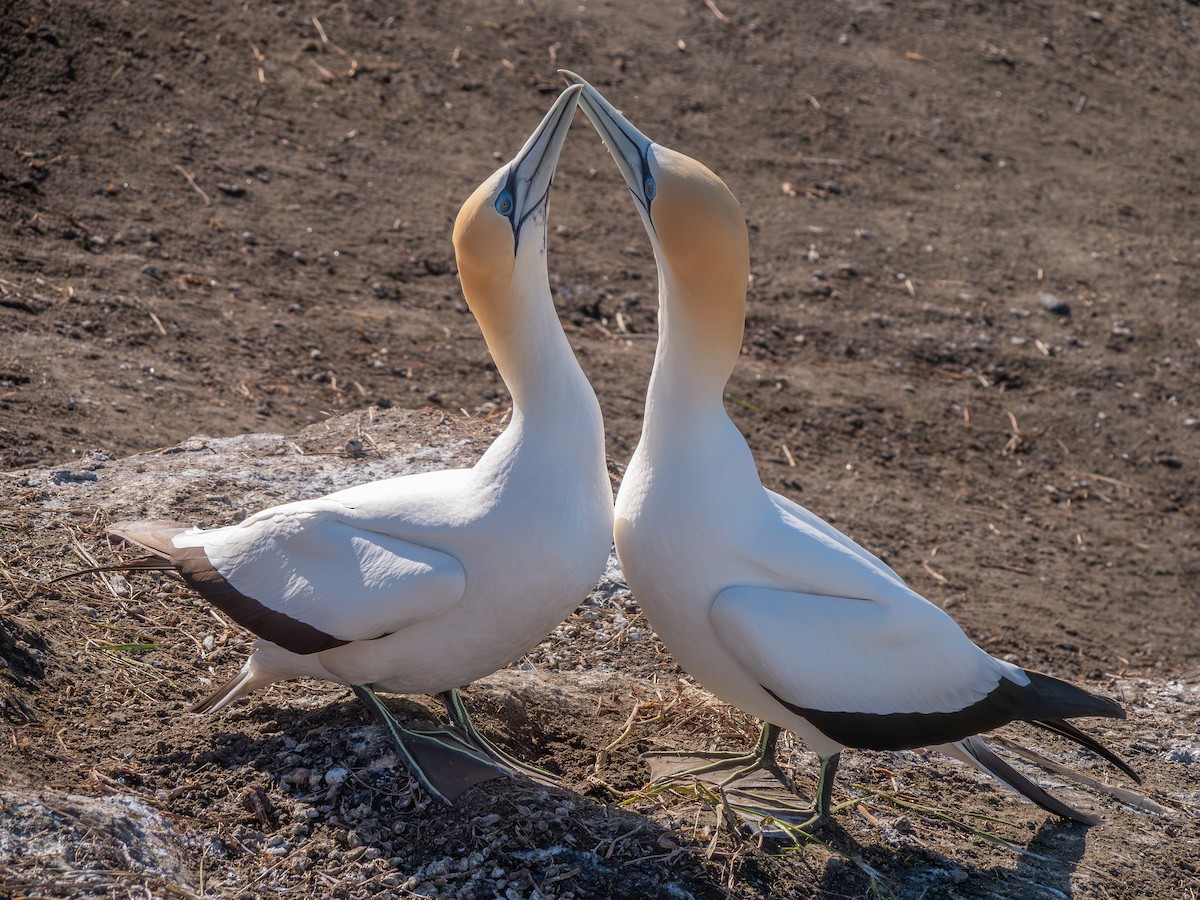 Australasian Gannet - ML642142011
