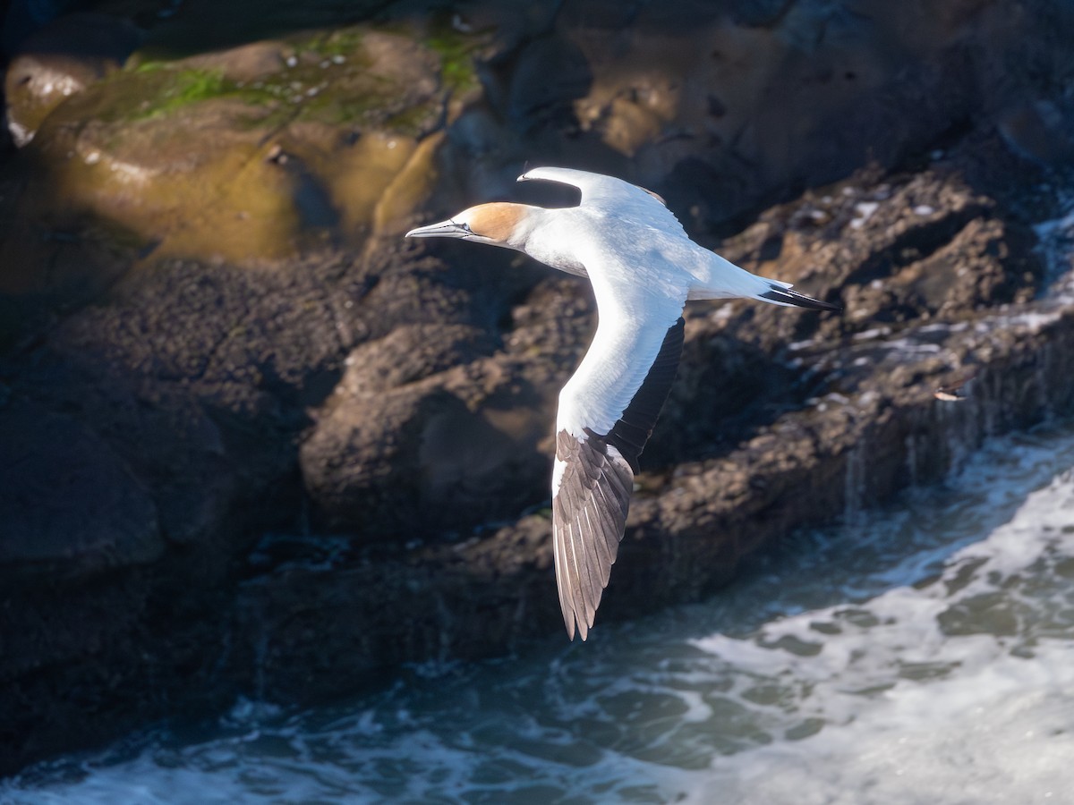 Australasian Gannet - ML642142012