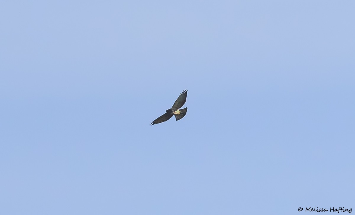 Broad-winged Hawk - ML642142017