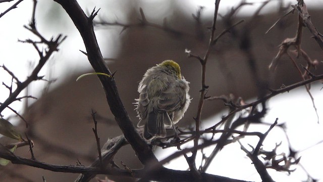 Verdin - ML642142027