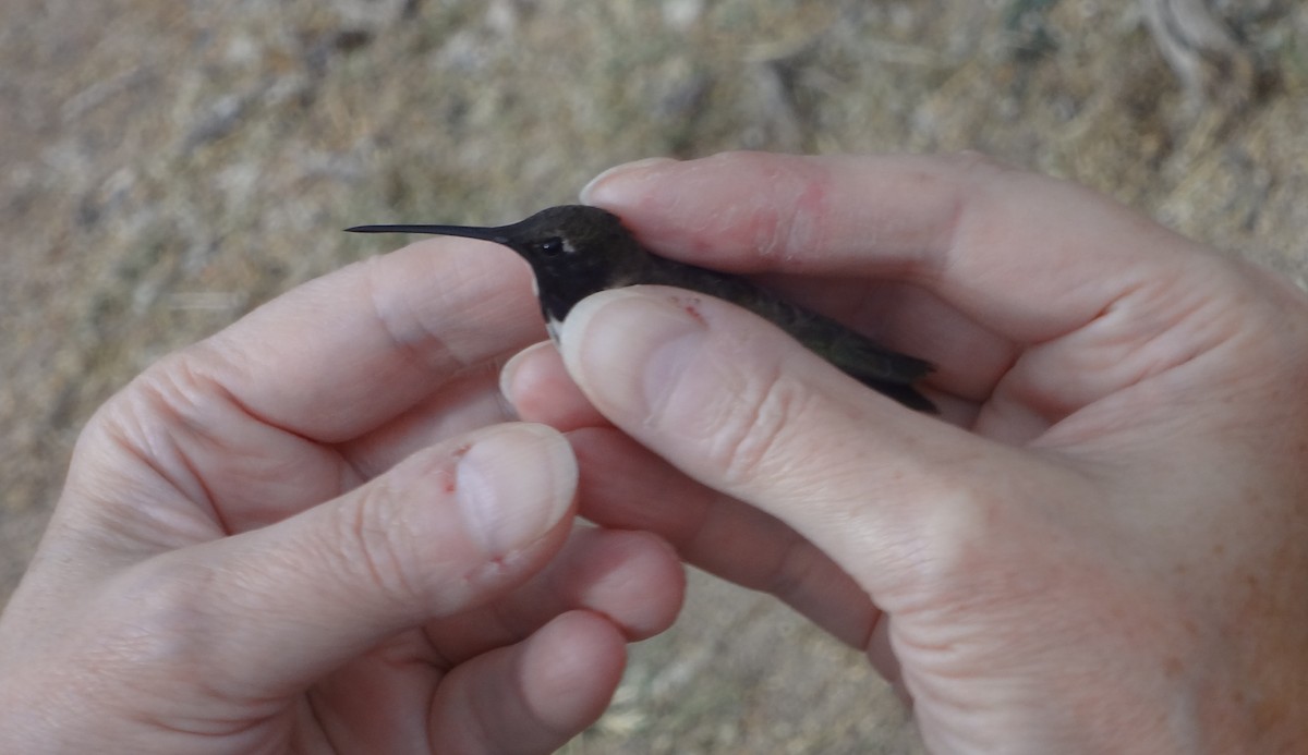 Black-chinned Hummingbird - ML642142032