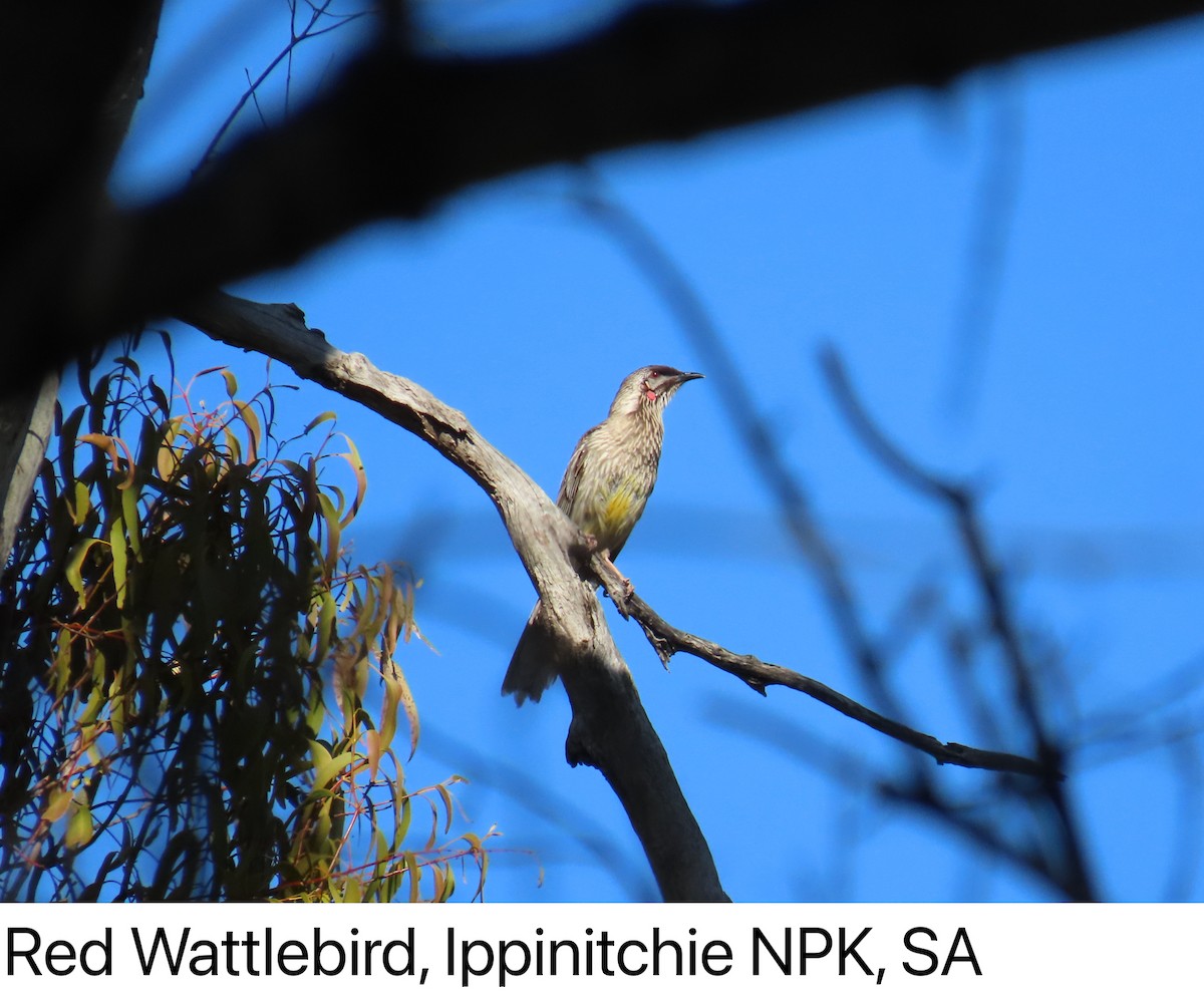 Red Wattlebird - ML642142055