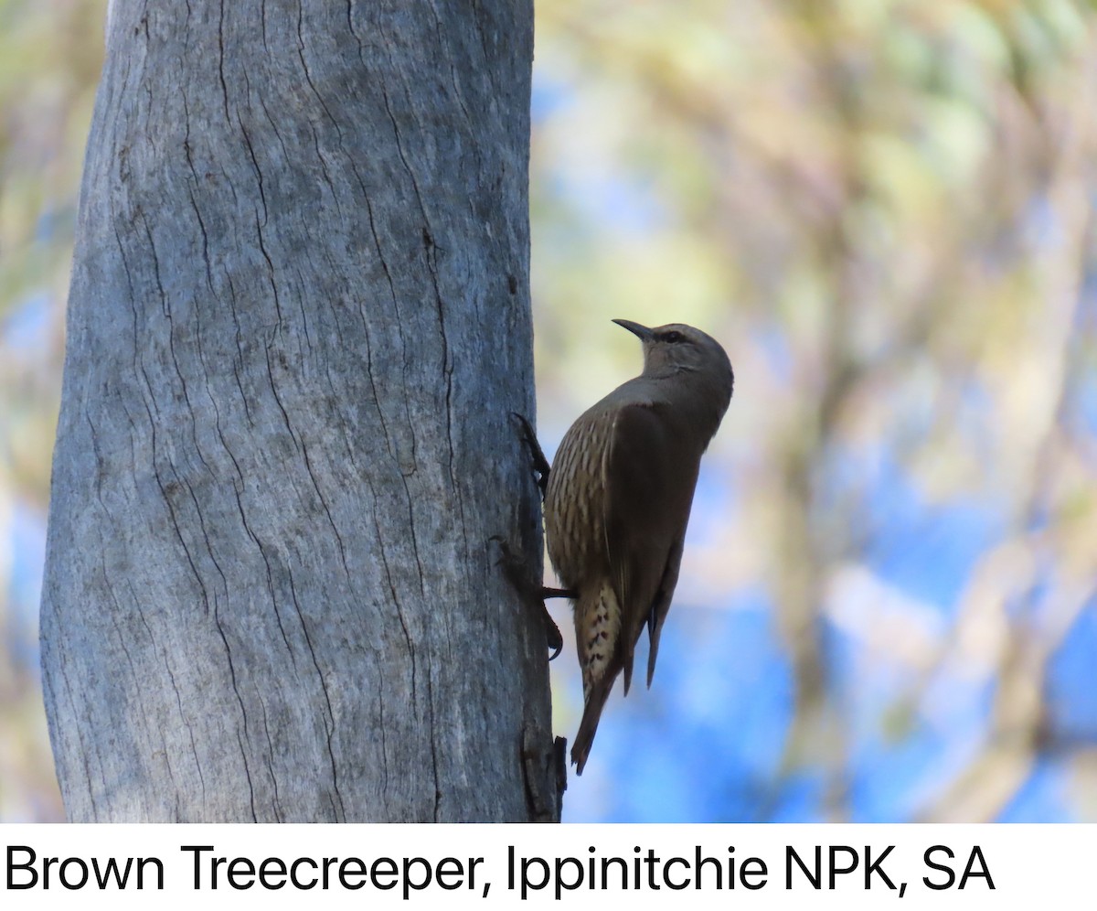 Brown Treecreeper - ML642142057