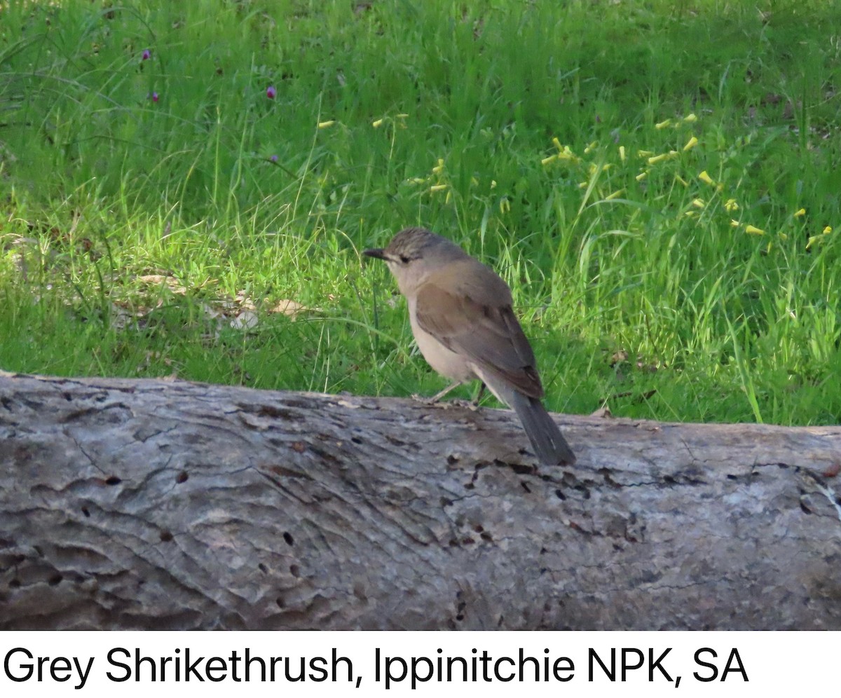 Gray Shrikethrush - ML642142064