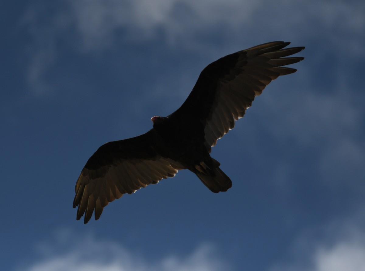Turkey Vulture - ML642142067