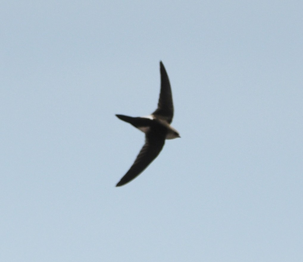 White-throated Swift - ML642142068