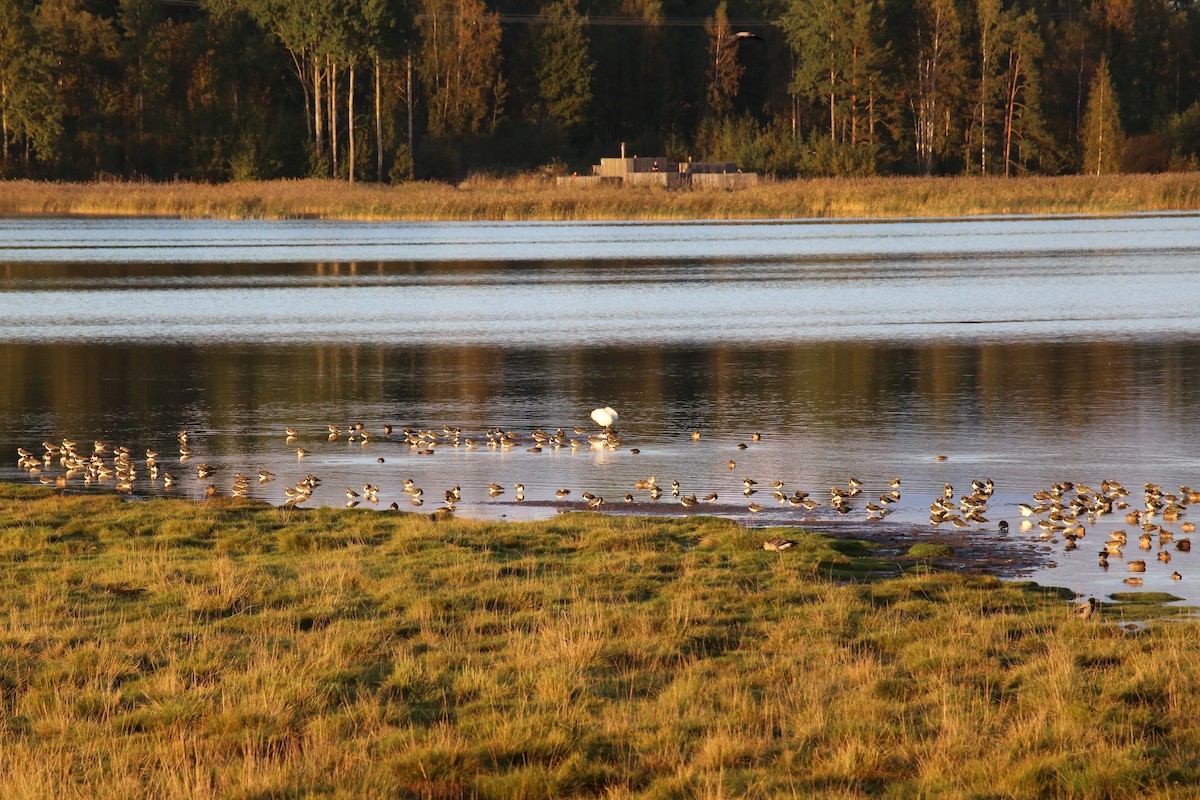 Whooper Swan - ML642142069