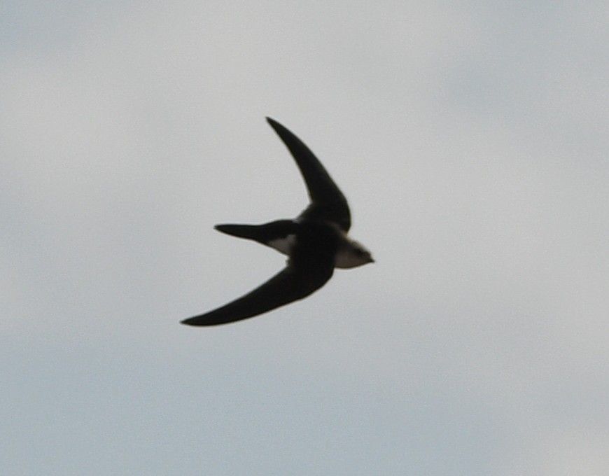 White-throated Swift - ML642142070