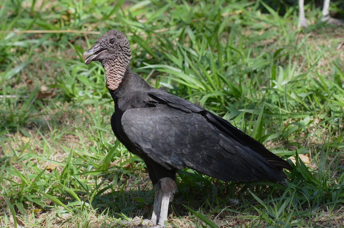 Black Vulture - ML642142072