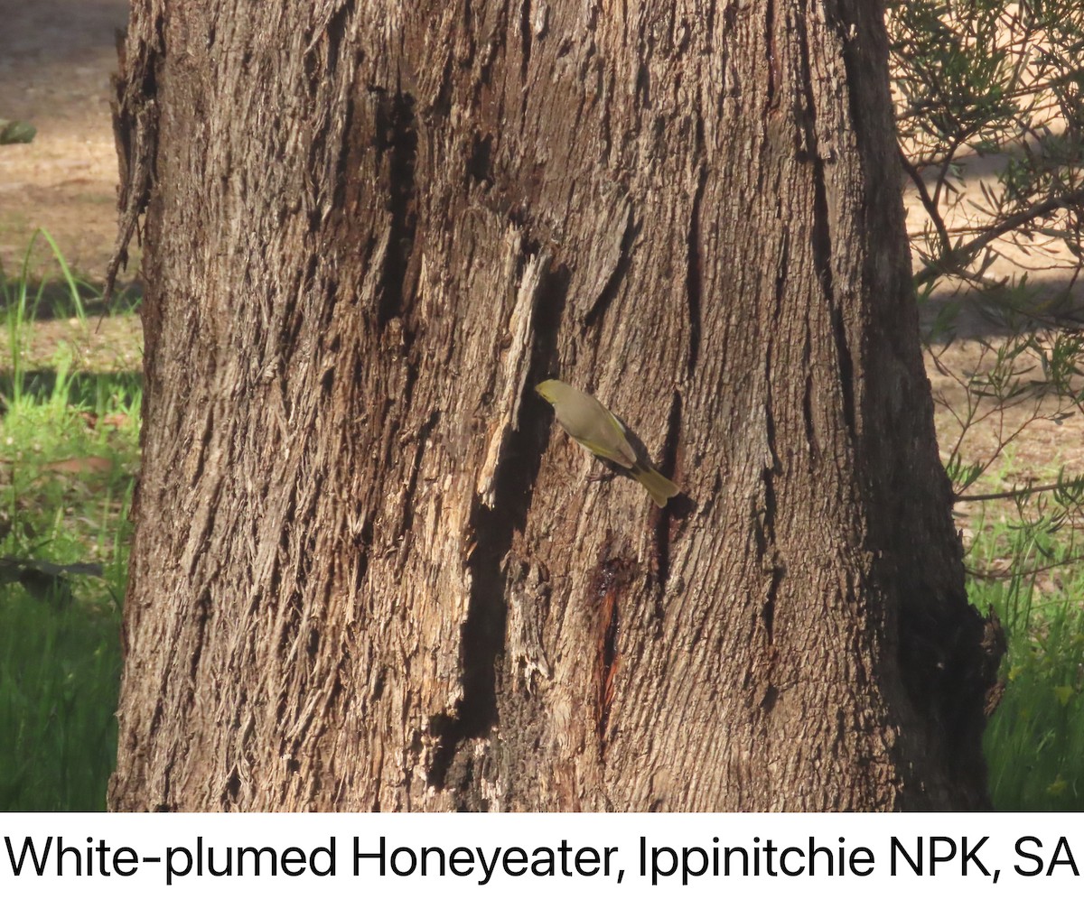 White-plumed Honeyeater - ML642142074