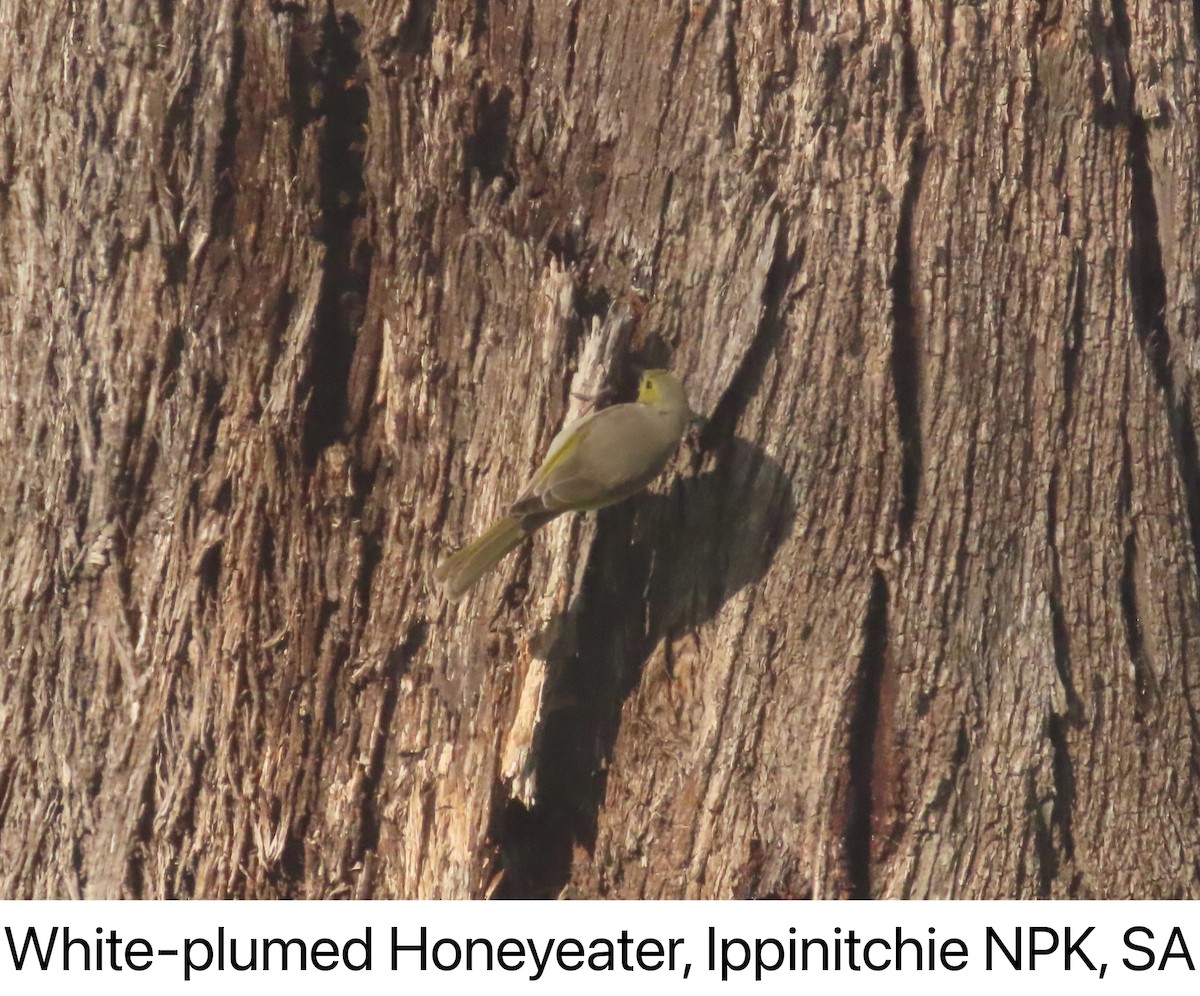 White-plumed Honeyeater - ML642142075