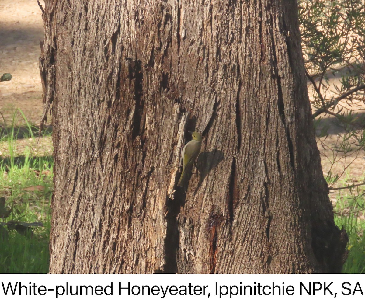 White-plumed Honeyeater - ML642142076