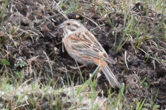 Pine Bunting - ML642142078