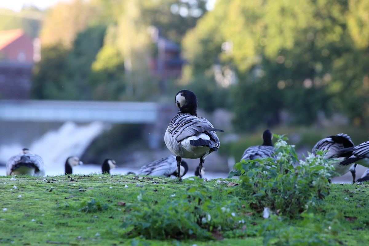 Barnacle Goose - ML642142079