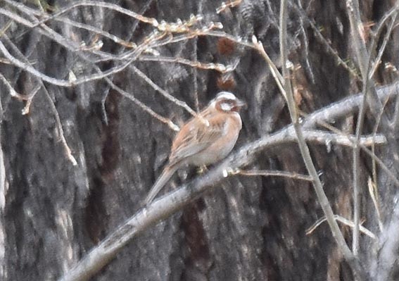 Pine Bunting - ML642142082