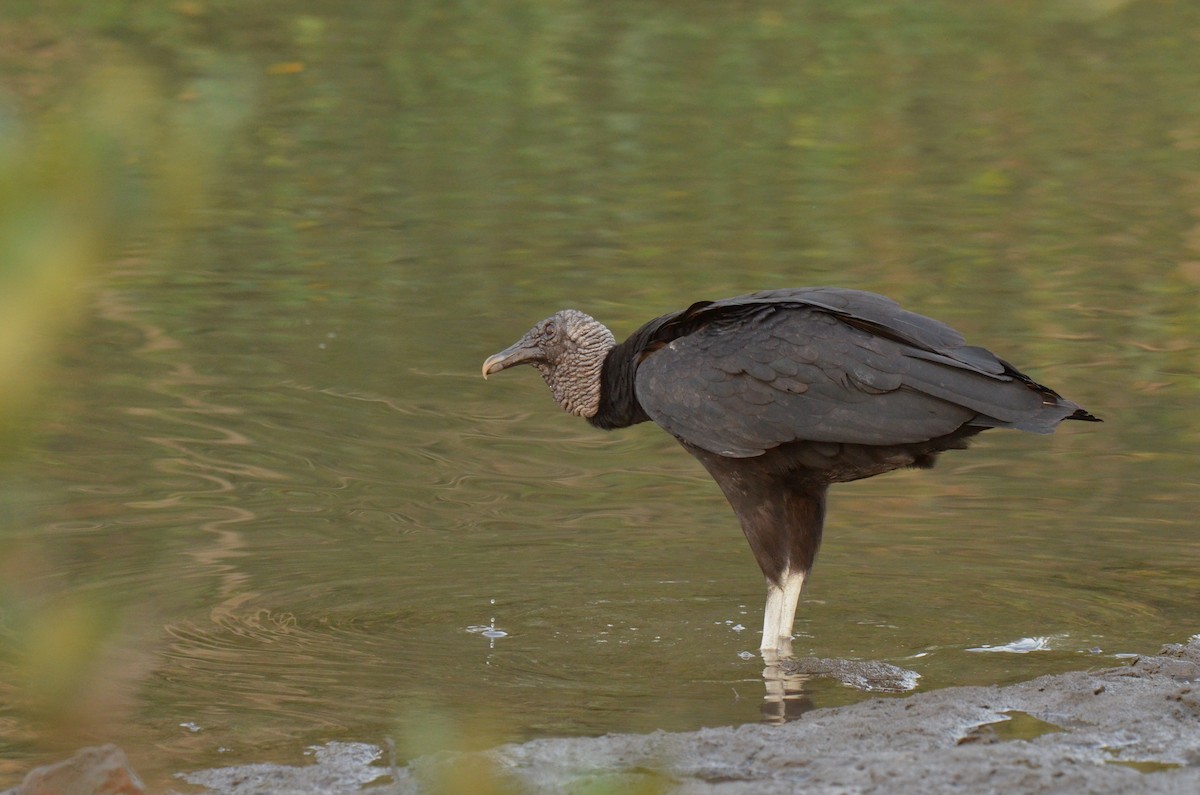 Black Vulture - ML642142083