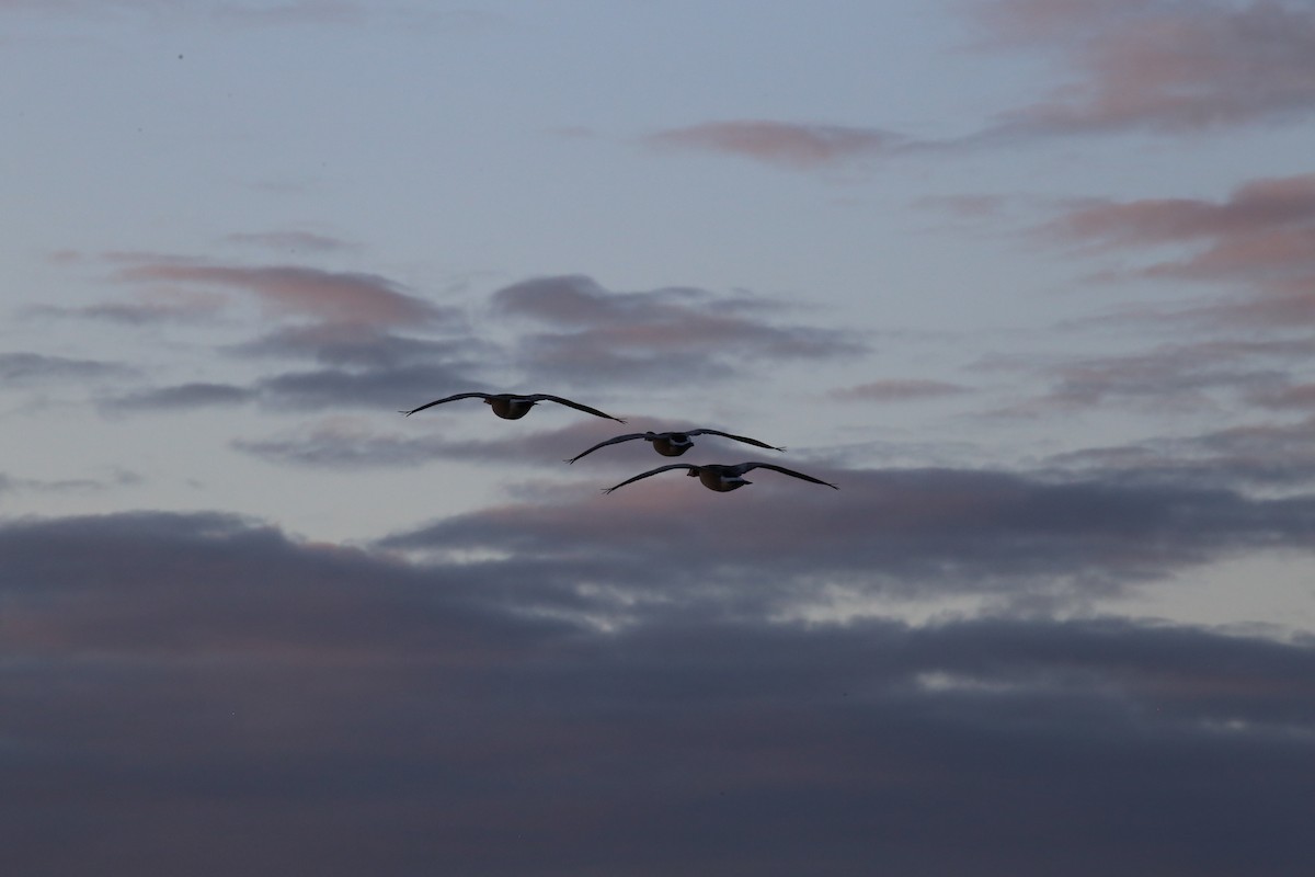 Barnacle Goose - ML642142084