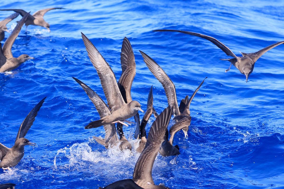 Wedge-tailed Shearwater - ML642142085