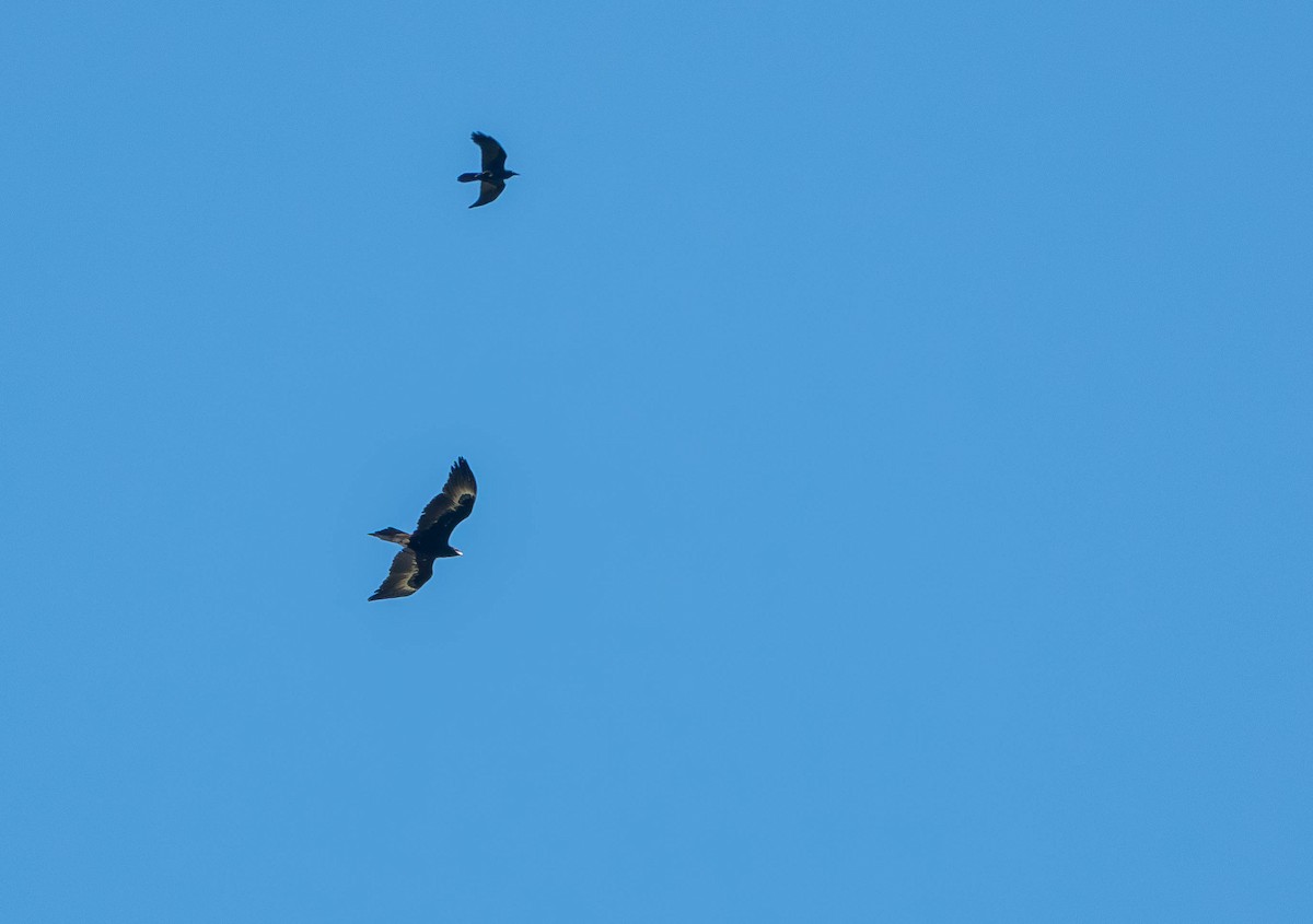 Wedge-tailed Eagle - ML642142086