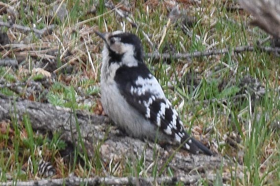 Lesser Spotted Woodpecker - ML642142087