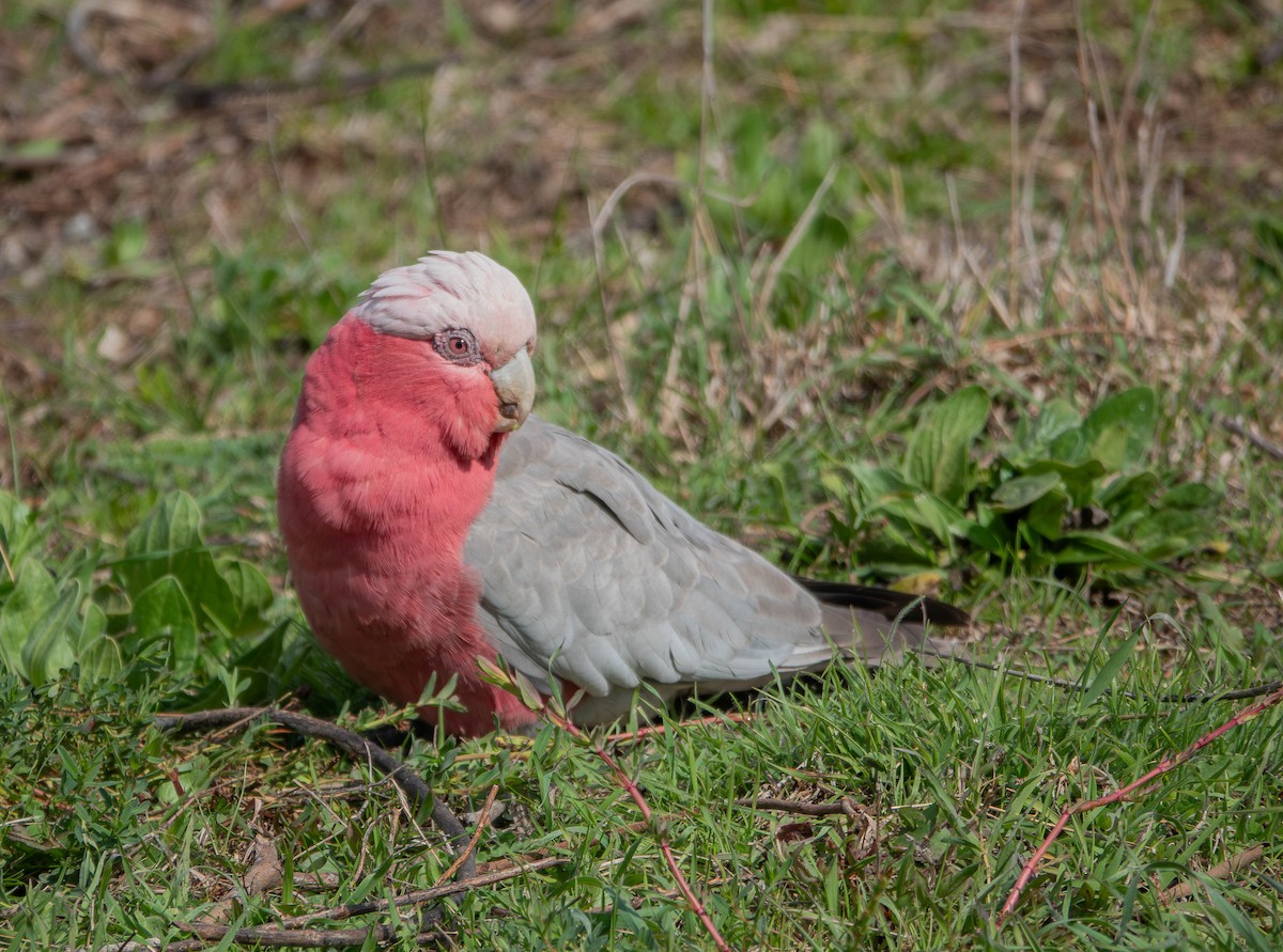 Galah - ML642142088