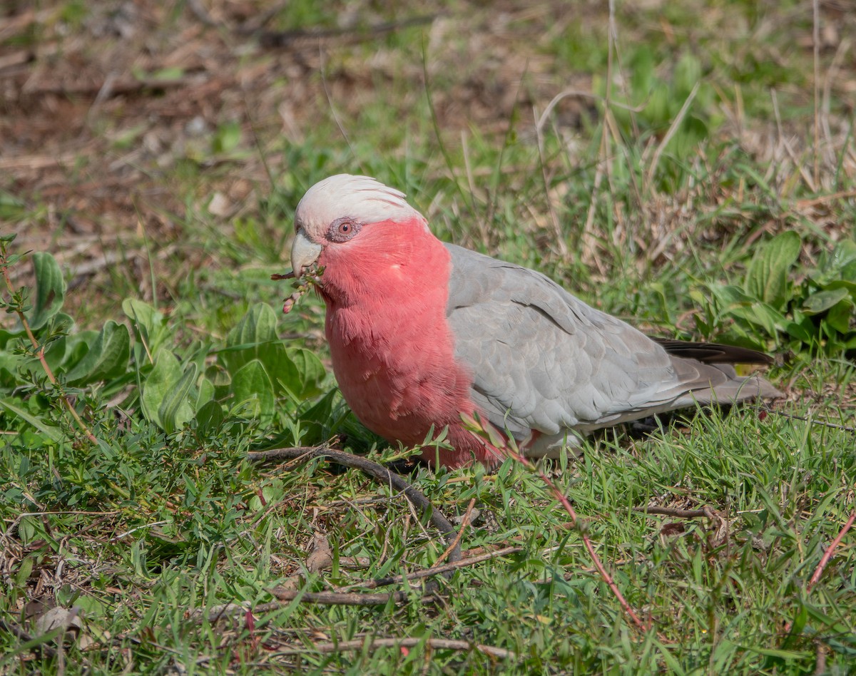 Galah - ML642142089