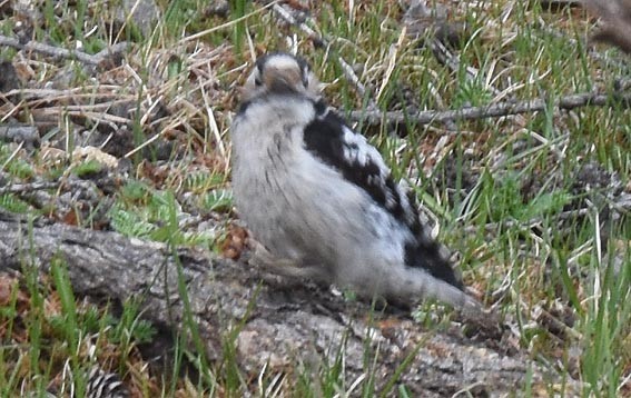 Lesser Spotted Woodpecker - ML642142090