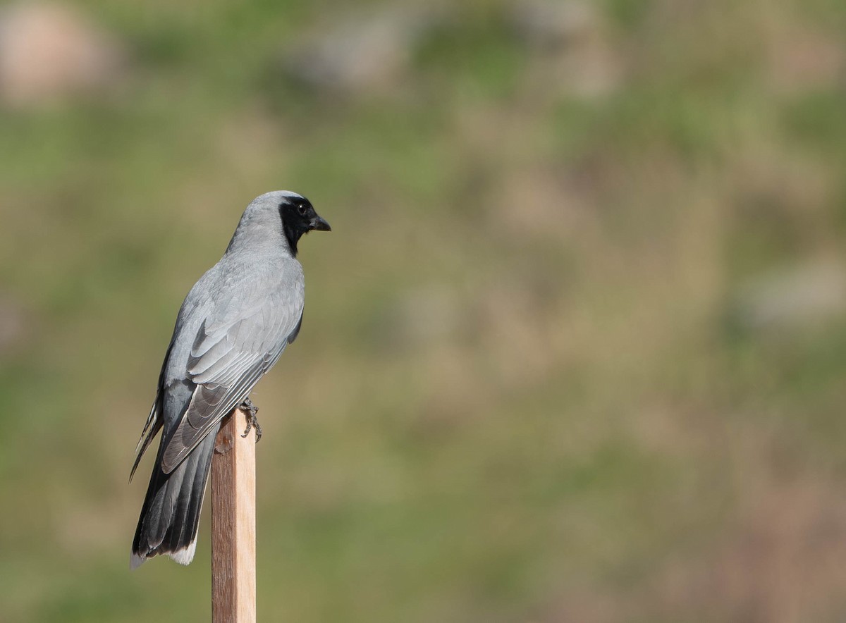 Black-faced Cuckooshrike - ML642142091