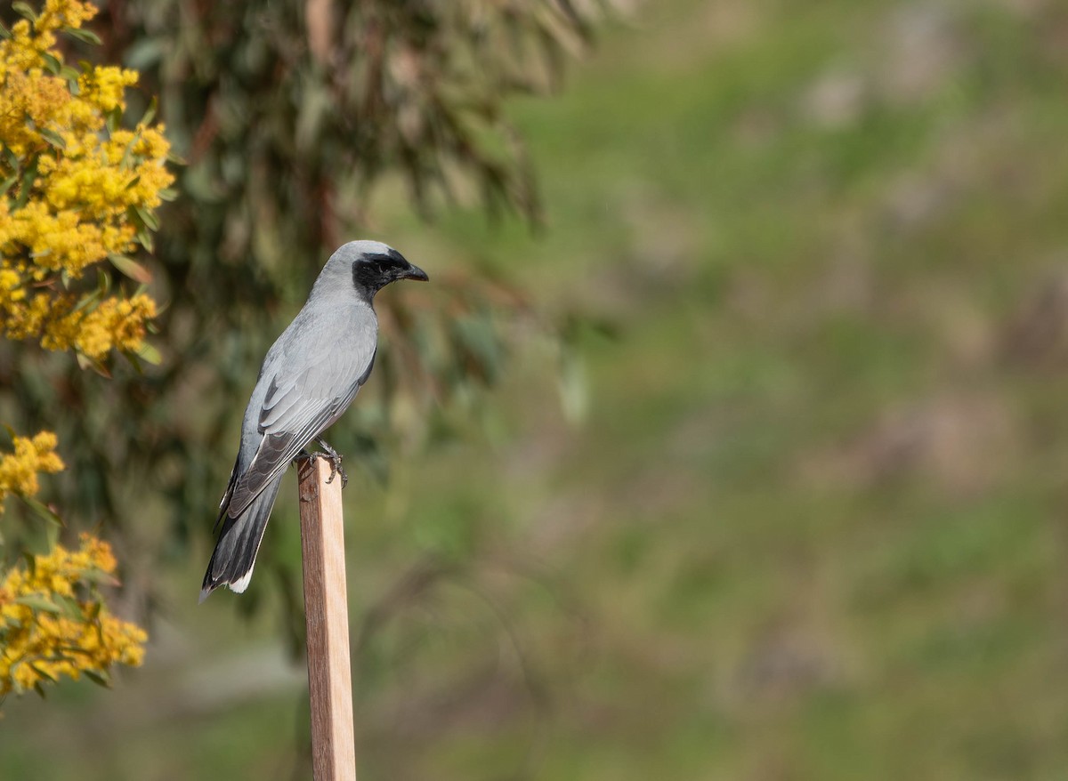 Black-faced Cuckooshrike - ML642142092