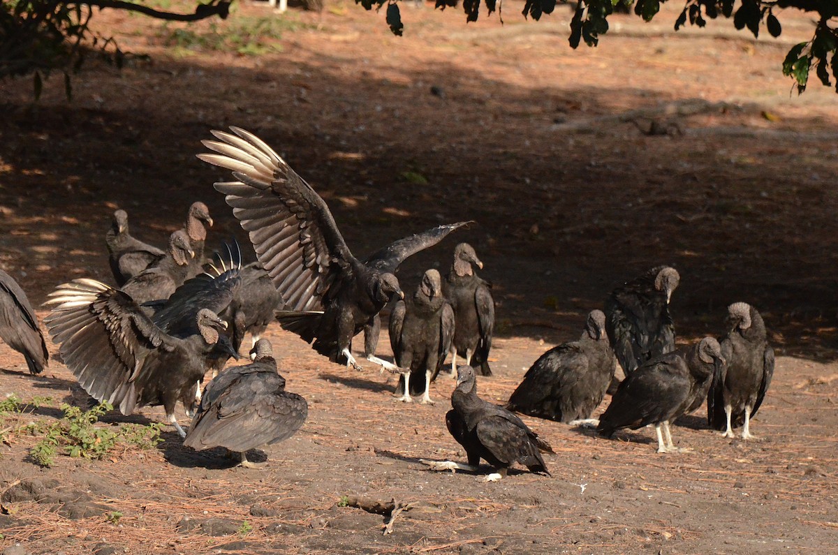 Black Vulture - ML642142093