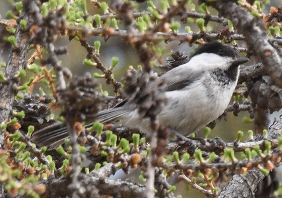 Willow Tit - ML642142094