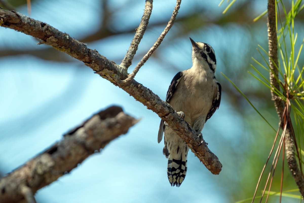 Downy Woodpecker - ML642142095
