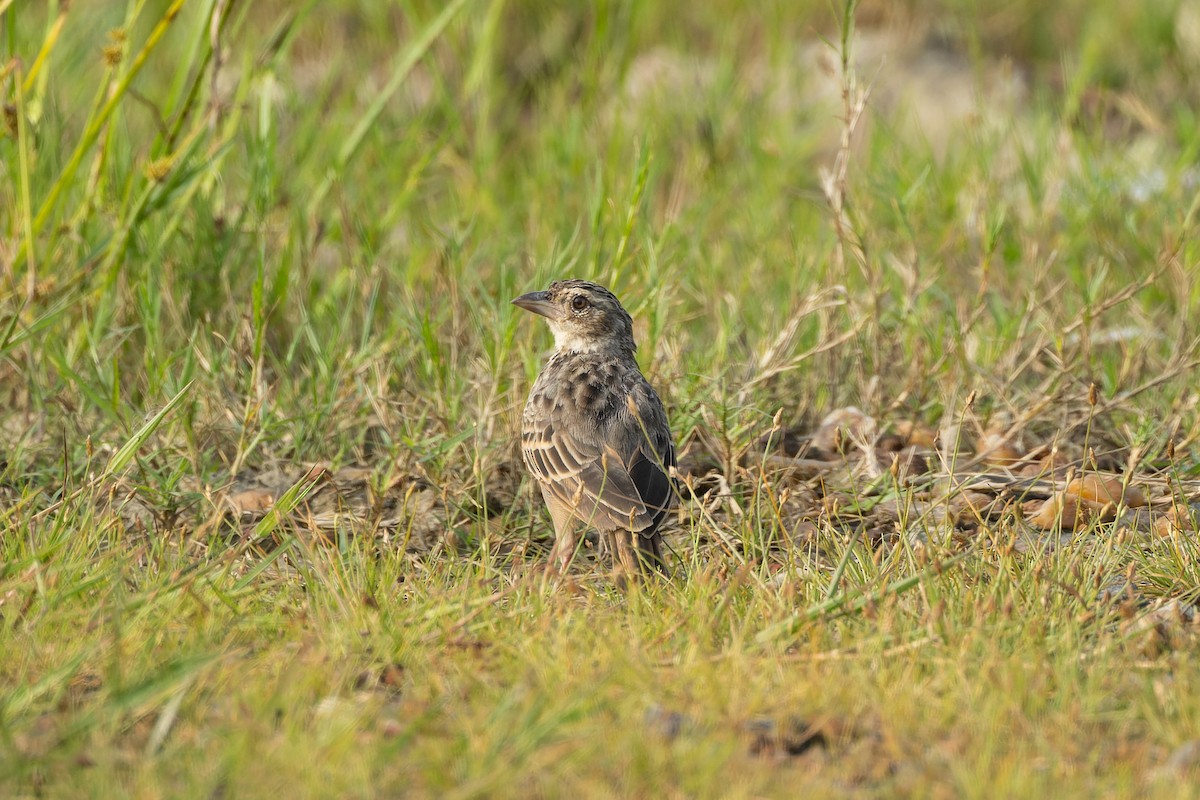 Bengal Bushlark - ML642142096