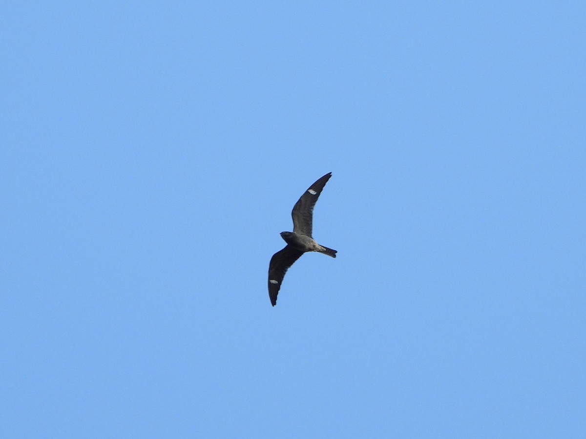 Common Nighthawk - ML642142097