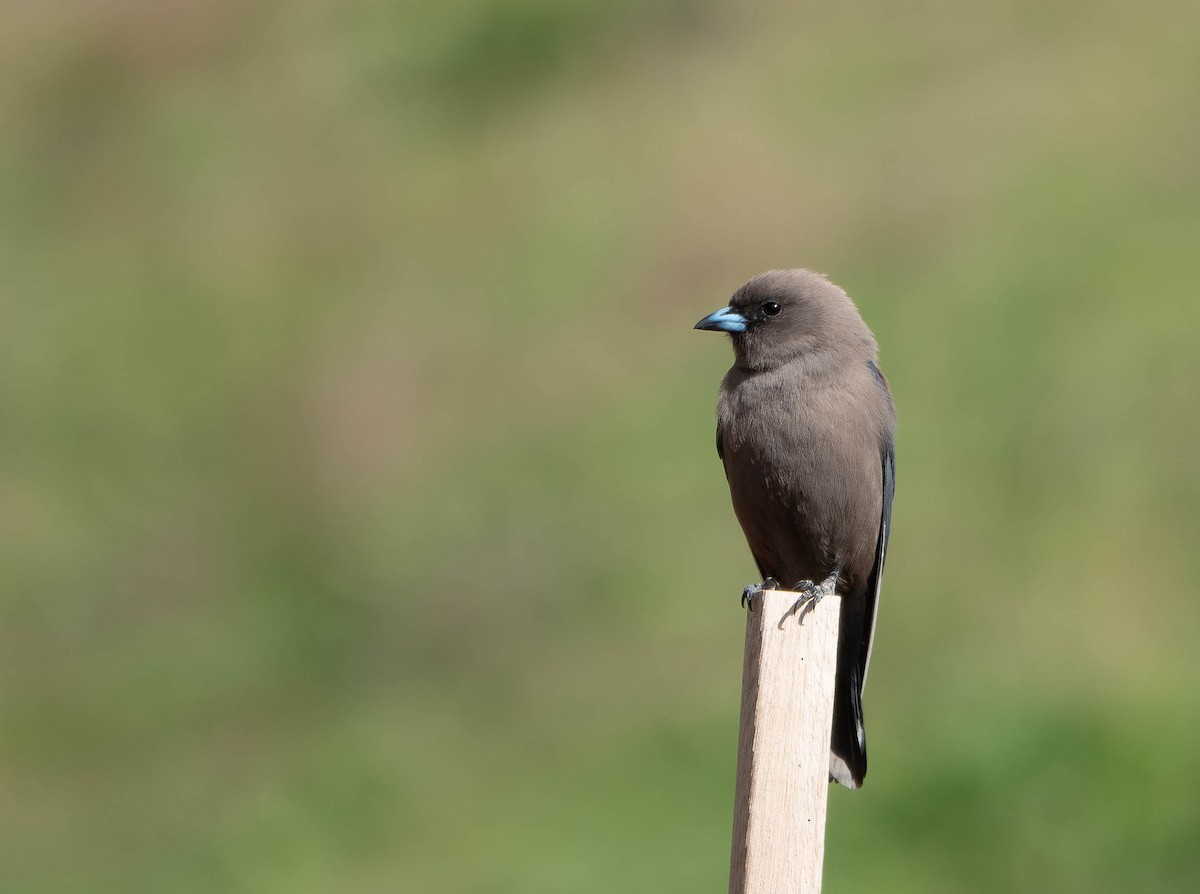 Dusky Woodswallow - ML642142099