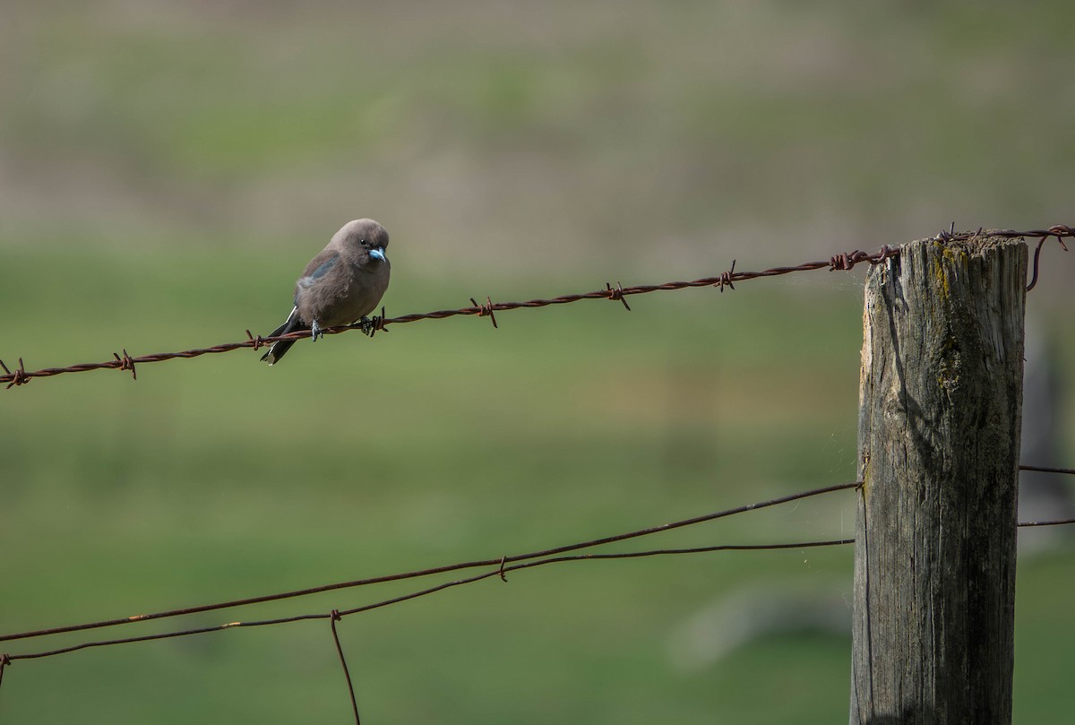 Dusky Woodswallow - ML642142100