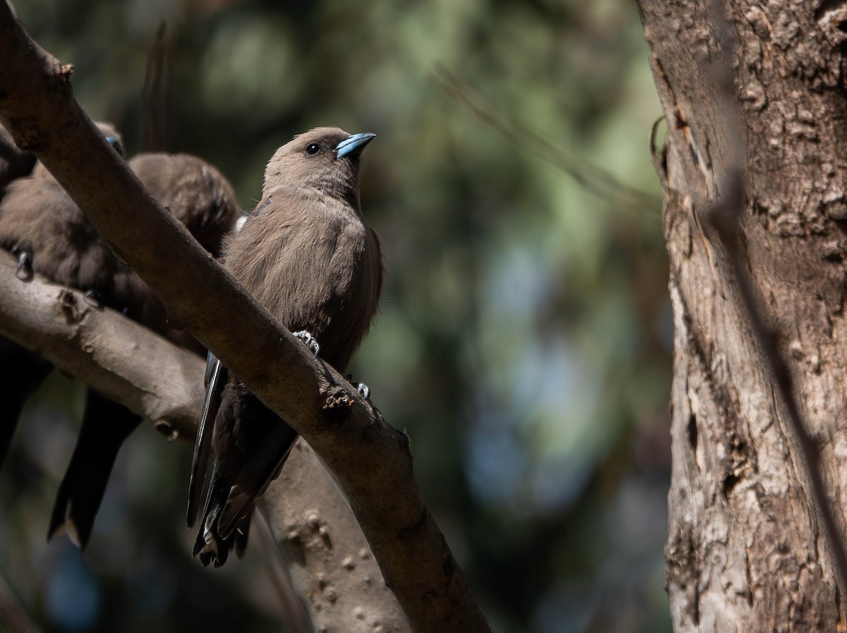 Dusky Woodswallow - ML642142101