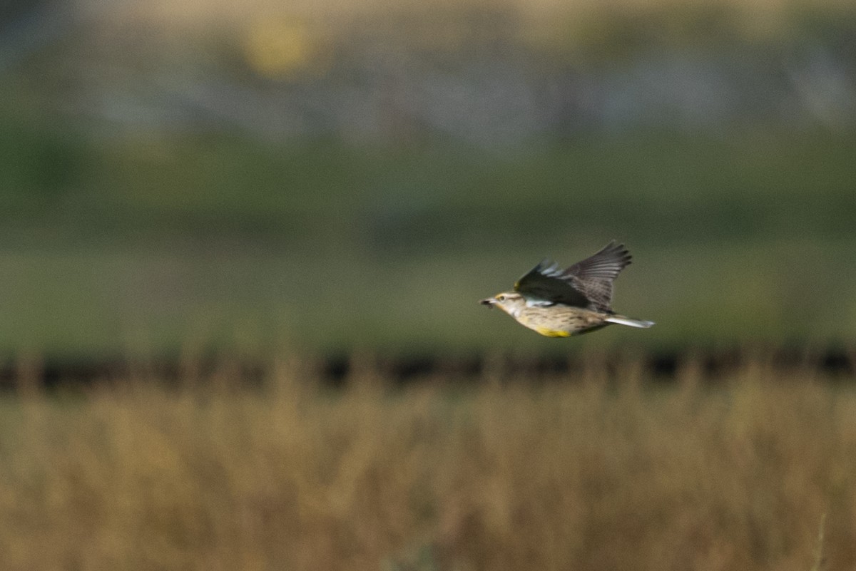 Sturnella meadowlark sp. - ML642142121