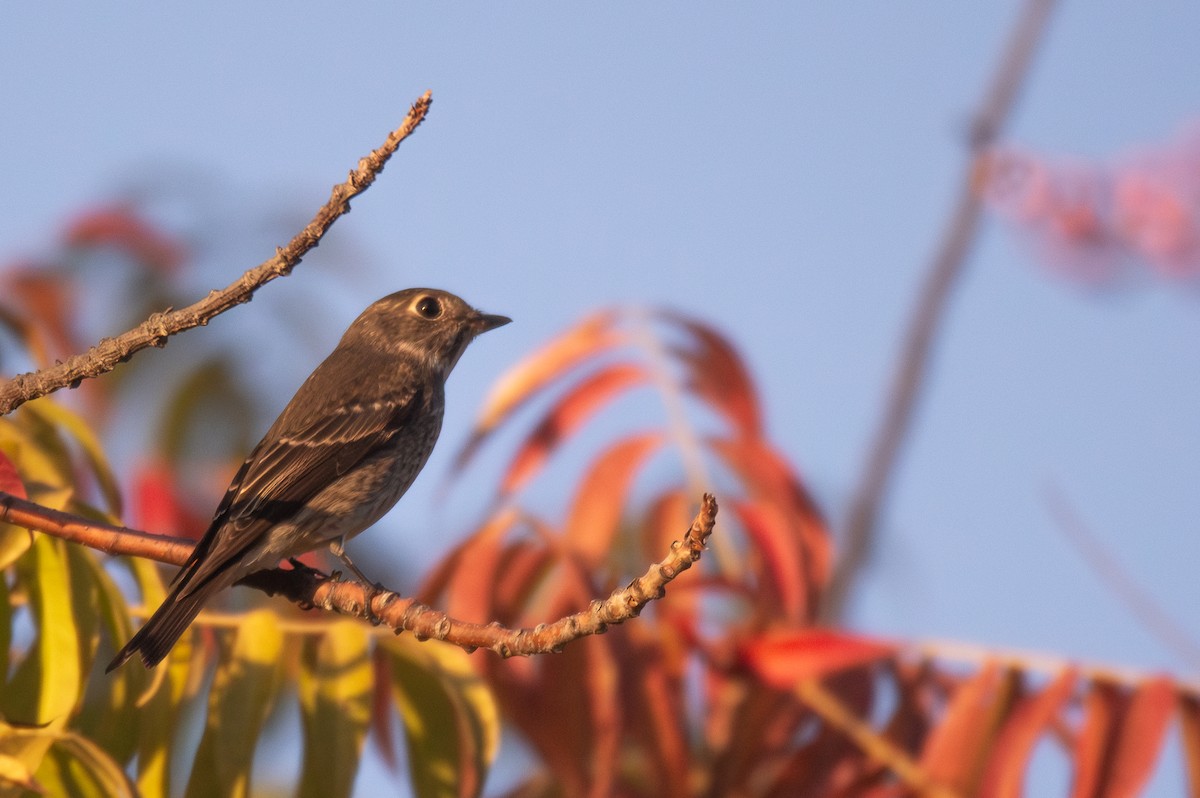 Dark-sided Flycatcher - ML642142124