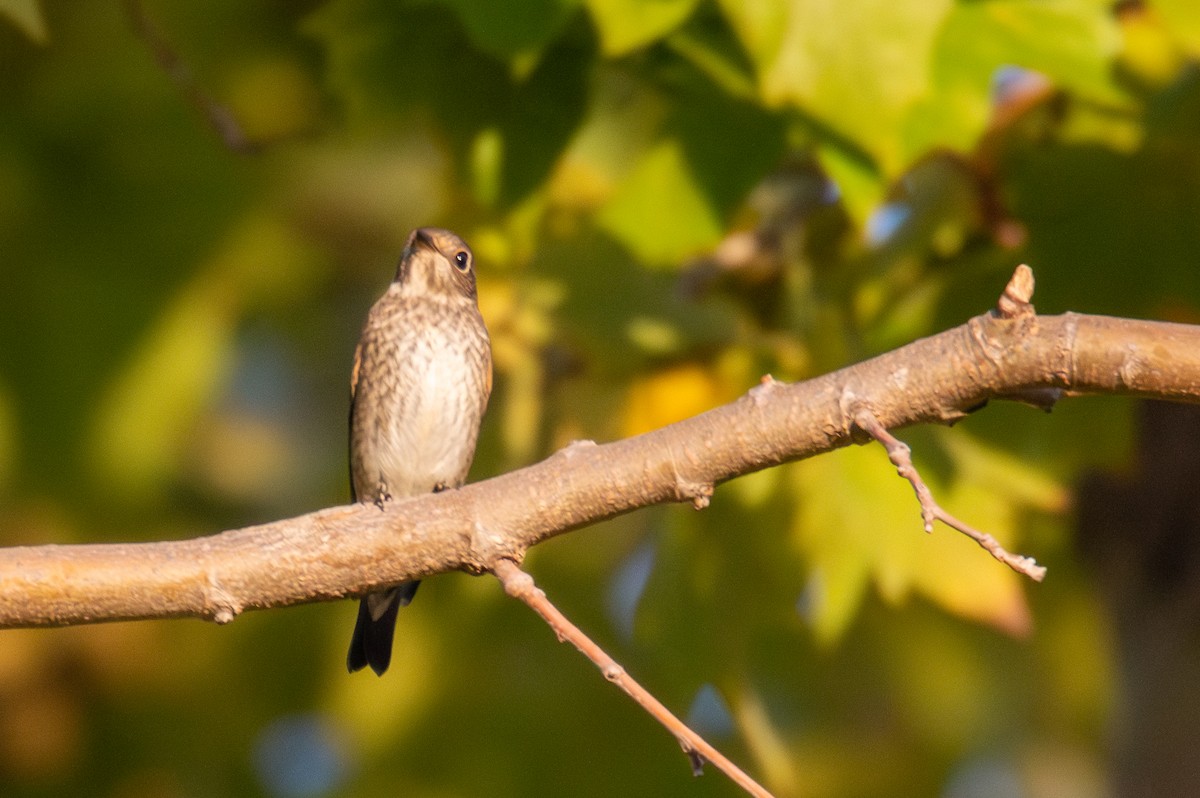 Dark-sided Flycatcher - ML642142125