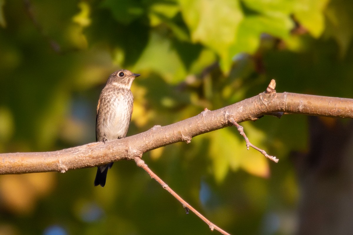 Dark-sided Flycatcher - ML642142127
