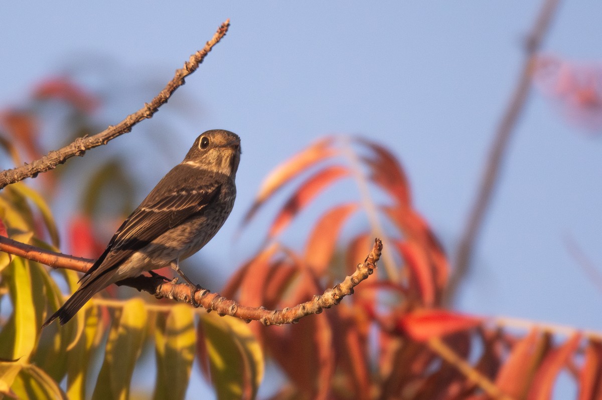 Dark-sided Flycatcher - ML642142129