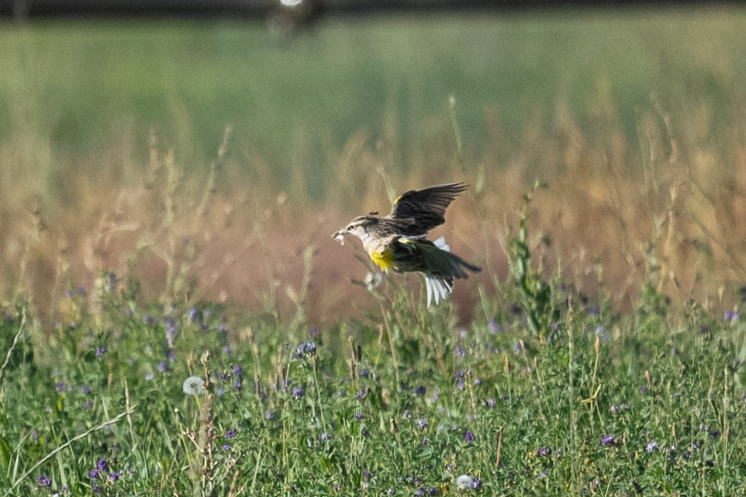 Sturnella meadowlark sp. - ML642142133