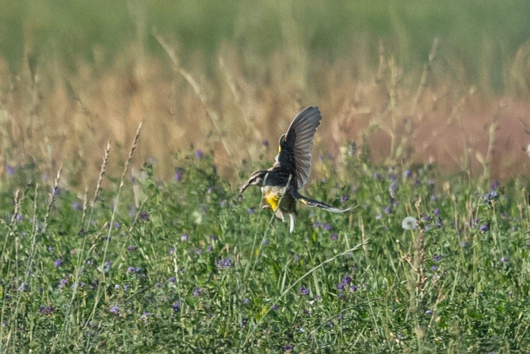 Sturnella meadowlark sp. - ML642142134