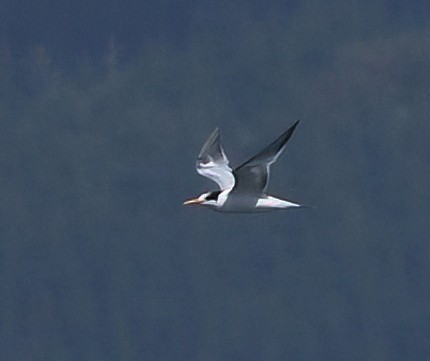 Elegant Tern - ML642142143