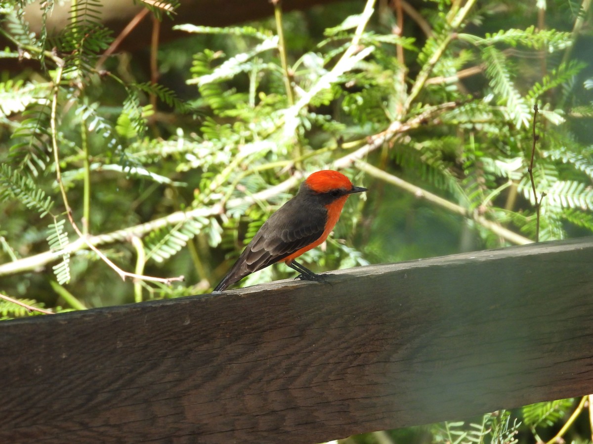 Vermilion Flycatcher - ML642142150