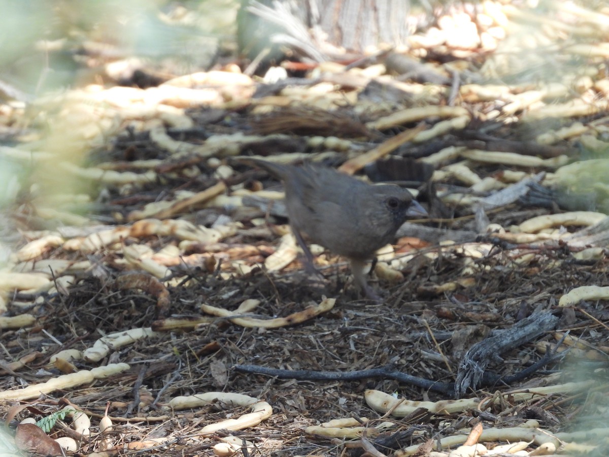 Abert's Towhee - ML642142159